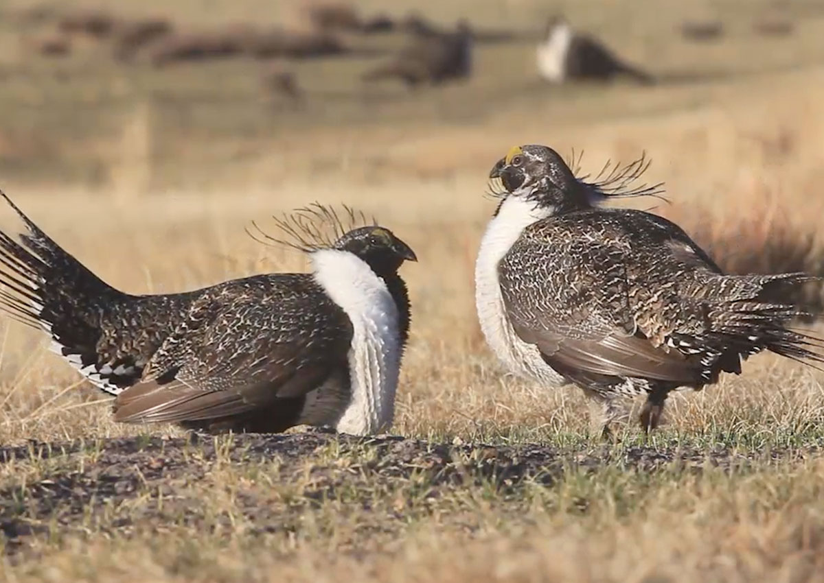 This American Land: Sage Advice for Sage Lands - SkySee Video